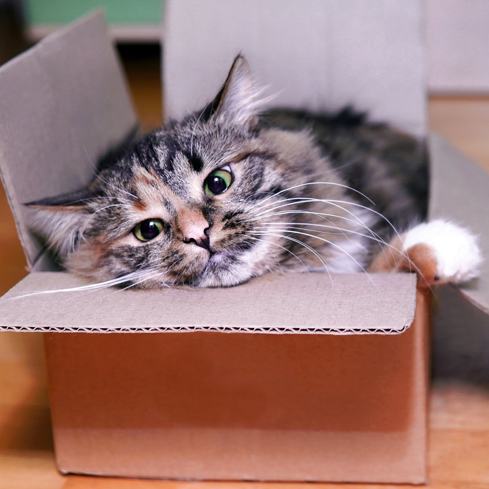 Katze im Karton